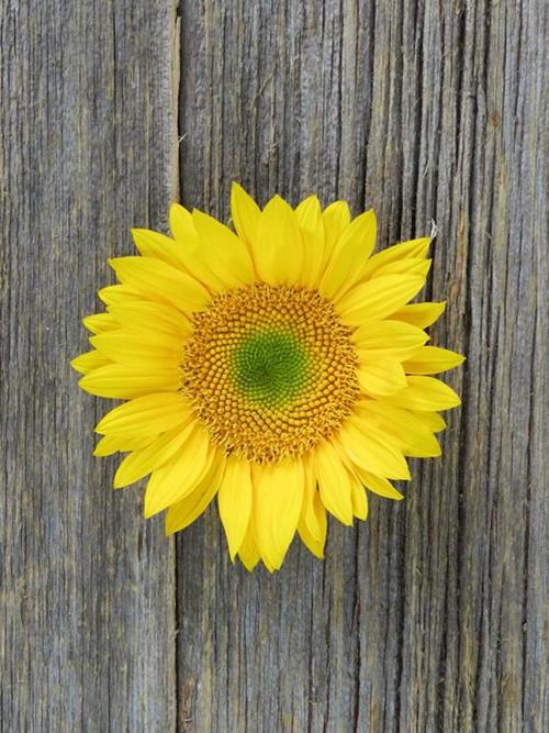 YELLOW SUNFLOWERS WITH GREEN CENTER